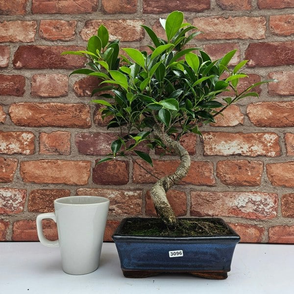 Yorkshire Bonsai Ficus Microcarpa (Banyan Fig) Indoor Bonsai Tree | Shaped | In 20cm Pot