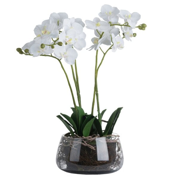 Hill Interiors Orchid In Glass Pot - Green