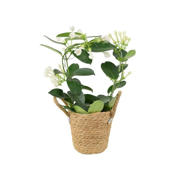 Stephanotis Floribunda Jasmine Hoop 12cm Plants By Post