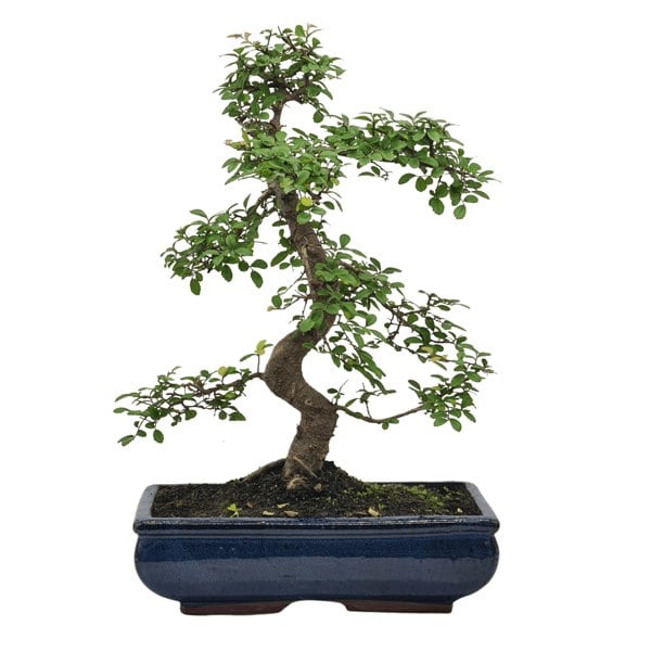 Chinese Elm (Ulmus Parvifolia) Bonsai Tree | Shaped | In 30cm Pot