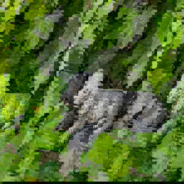 Adorable Small Lying Spaniel Ornament