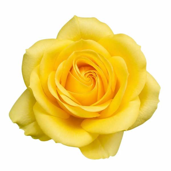 5L Rose Anniversary Wishes Yellow Rose Bush - Beautiful Flowering Garden Plant