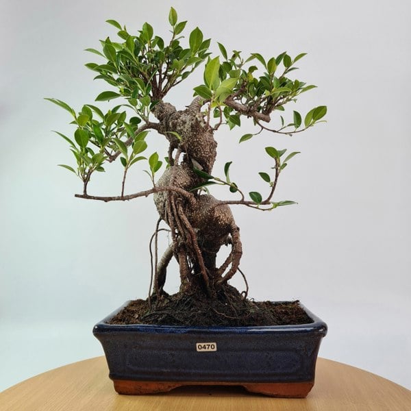 Ficus Microcarpa (Banyan Fig) Indoor Bonsai Tree | Shaped | In 25cm Pot