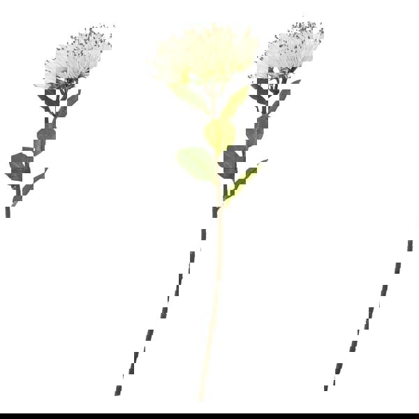 Hill Interiors Protea Nitida Stem Artificial Plant - Cream - 