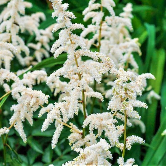 Astilbe Ton Glorie White False Spirea Perennial Plant 2L Pot