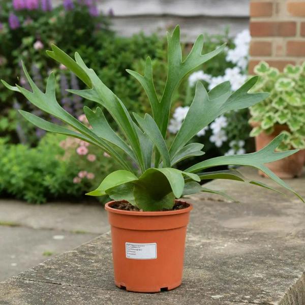 Platycerium Bifurcatum Staghorn Fern 17cm Pot – Pet Friendly Indoor Houseplant