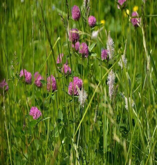 1kg clover seed mix