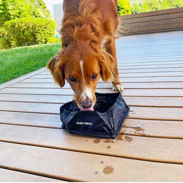 EzyDog Fold-A-Bowl Collapsible Dog Bowl