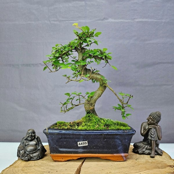 Yorkshire Bonsai Chinese Elm (Ulmus Parvifolia) Bonsai Tree | Shaped | In 20cm Pot