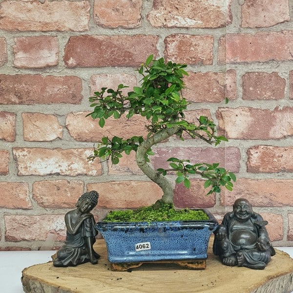 Yorkshire Bonsai Chinese Elm (Ulmus Parvifolia) Bonsai Tree | Shaped | In 15cm Pot