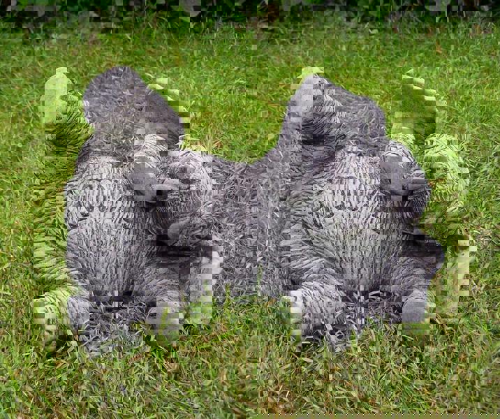 Amusing Welcome Elephant Garden Statue