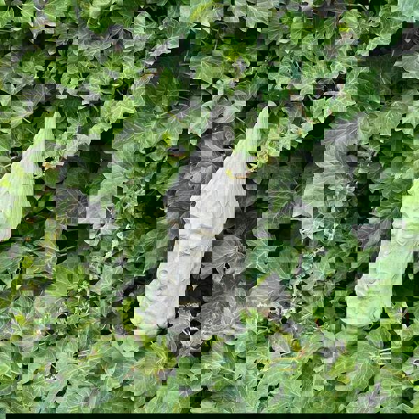 Medium Sized Easter Island Moai Pierced Tiki Head