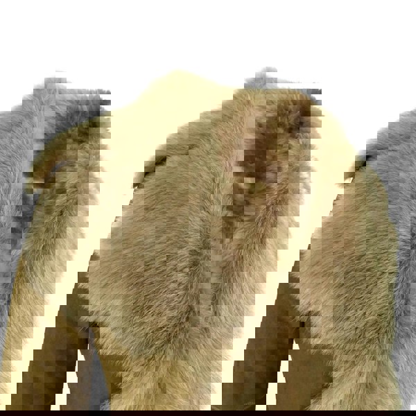 Beaver-3/4_jacket_brown_2XL - 18, Beaver-3/4_jacket_brown_3XL - 20, Beaver-3/4_jacket_brown_L - 14, Beaver-3/4_jacket_brown_M - 12, Beaver-3/4_jacket_brown_S - 10, Beaver-3/4_jacket_brown_XL - 16, Beaver-3/4_jacket_brown_XS - 8