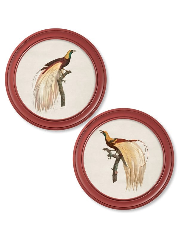 Exceptional Art c.1809 Birds of Paradise - Round Frames Red