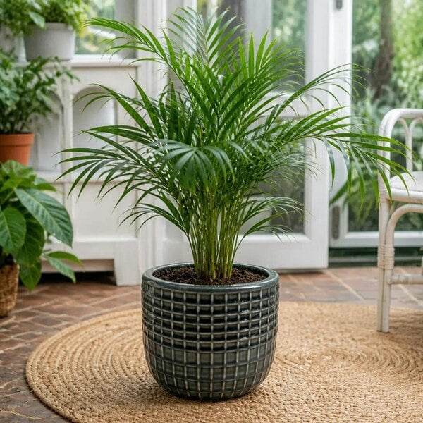 Chamaedorea Elegans Parlour Palm 2L – Elegant Tropical Indoor Houseplant - Braga Grey Ceramic