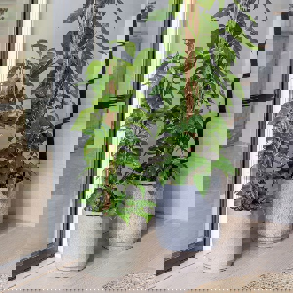 #color_bone