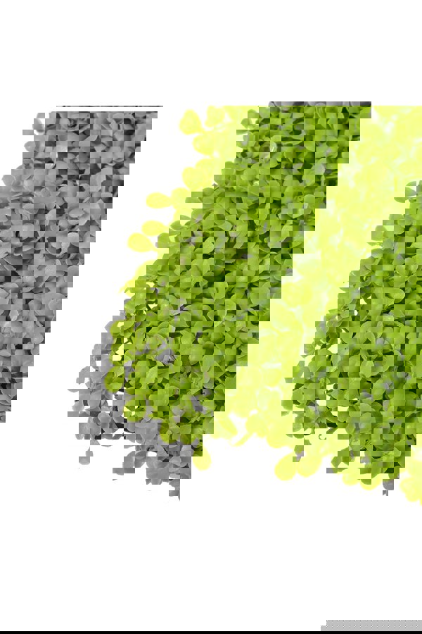 Living and Home 40 x 60Cm Grass Wall Panels Artificial Plants Wedding Backdrop