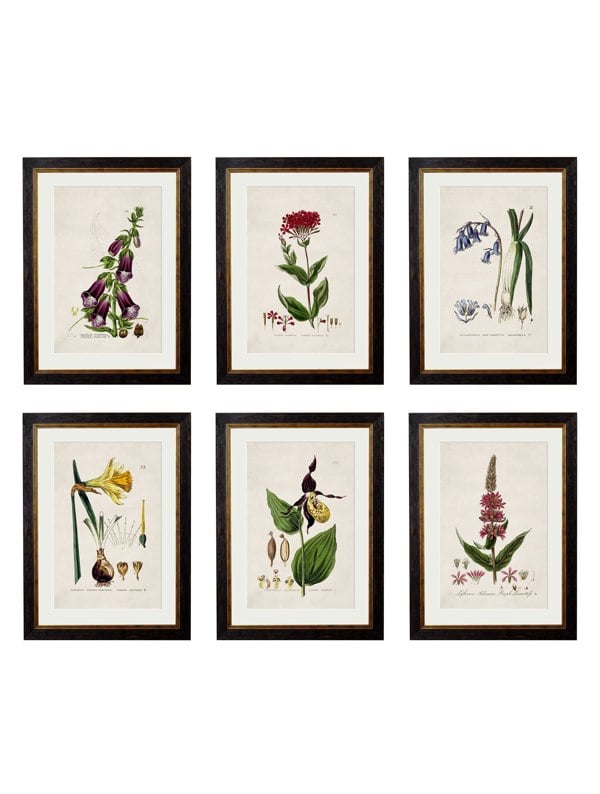 Exceptional Art c.1837 British Flowering Plants
