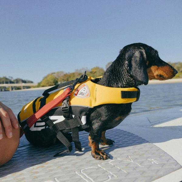 EzyDog DFD Standard Dog Life Jacket in Yellow