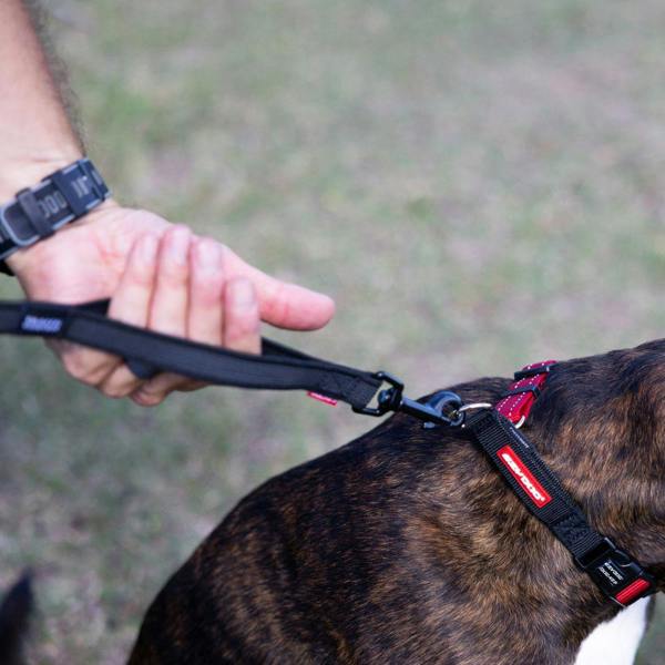 EzyDog Track 'N' Train Long Dog Lead