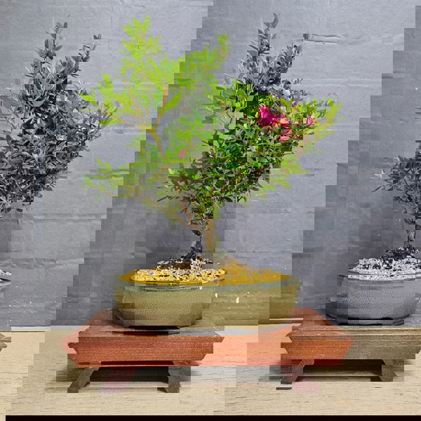 Yorkshire Bonsai Azalea (Rhododendron) Bonsai Tree | Shaped | In 25cm Pot