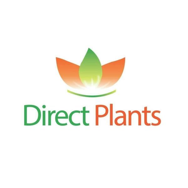 Direct Plants 5 Mixed Apple Fruit Trees 4-5ft Tall By Direct Plants