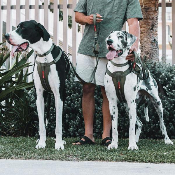 EzyDog Essential Adjustable Dog Collar in Green