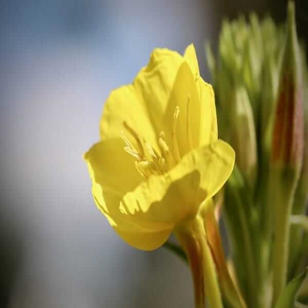 oenothera stricta seeds