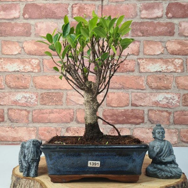 Ficus Microcarpa (Banyan Fig) Indoor Bonsai Tree | Broom | In 20cm Pot