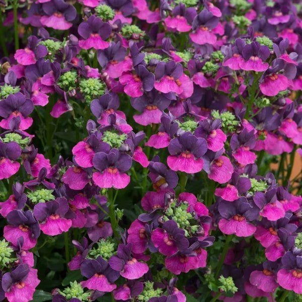 Nemesia Lady Lisa 9cm In Recyclable Pots x 3 Plants