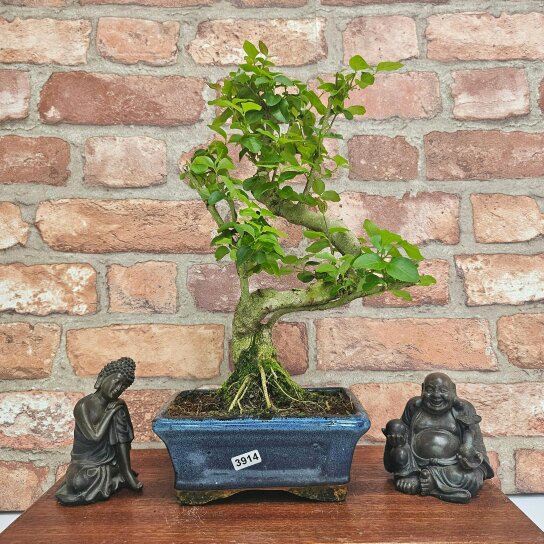 Yorkshire Bonsai Chinese Privet (Ligustrum Sinense) Bonsai Tree | Shaped | In 15cm Pot - 3914