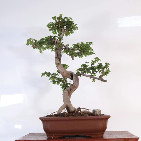 Yorkshire Bonsai Chinese Elm (Ulmus Parvifolia) Bonsai Tree | Shaped | In 20cm Unglazed Pot