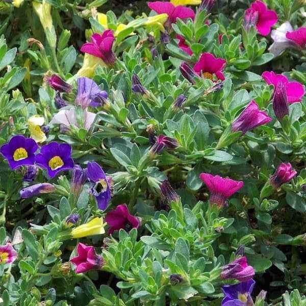 Petunia Nana Compacta mixed seeds – compact petunia plants with colorful summer flowers