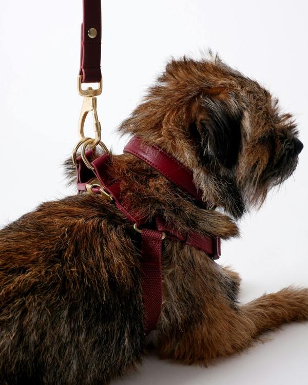 Barc London Merlot Red Dog Harness