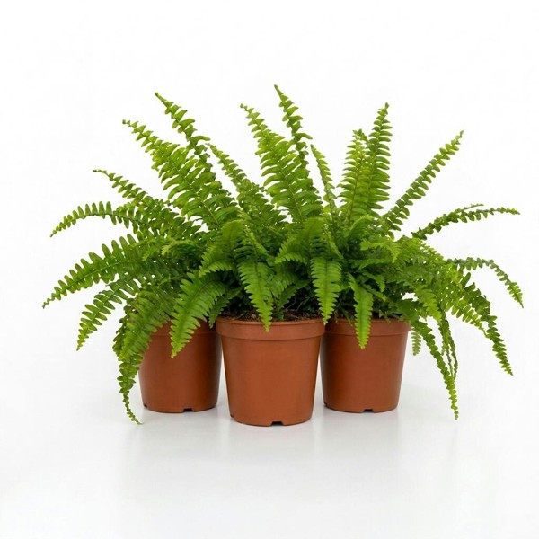 Boston Fern in White Ceramic Pot – Air-Purifying Gift for Plant Lovers - 3 - Nursery Pot
