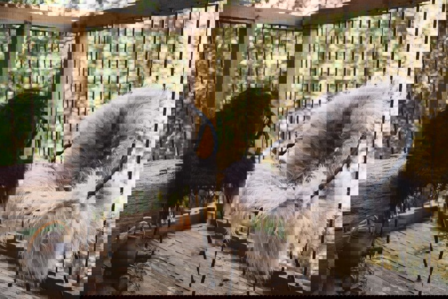 Icelandic Sheepskin | Long Wool | 100-120 cm Blacky