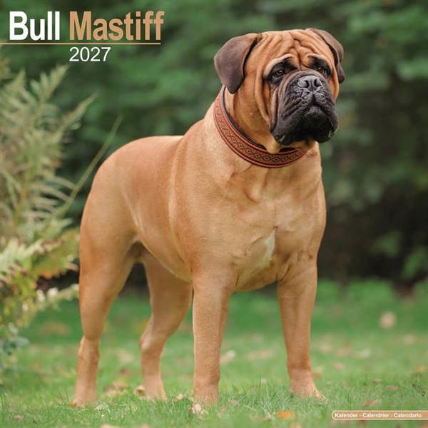 Bullmastiff Calendar 2027, Wall Calendars, Month To View, Dogs, Gift