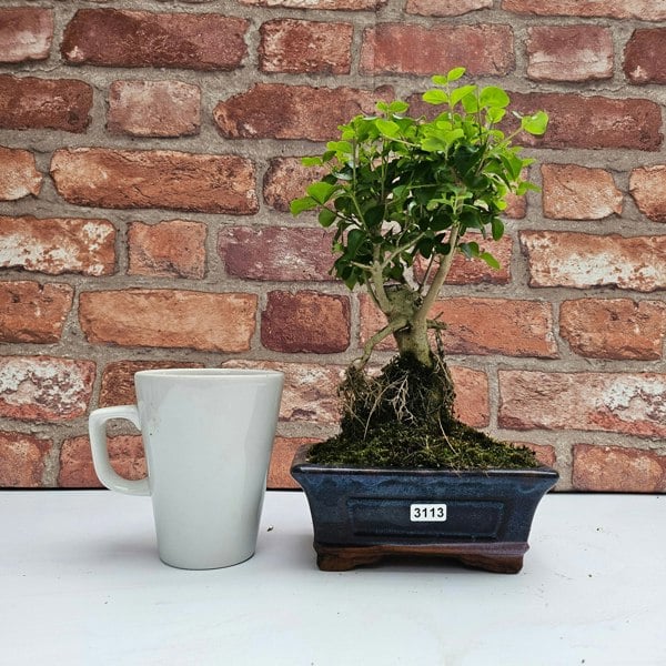 Yorkshire Bonsai Chinese Privet (Ligustrum Sinense) Bonsai Tree | Broom | In 15cm Pot