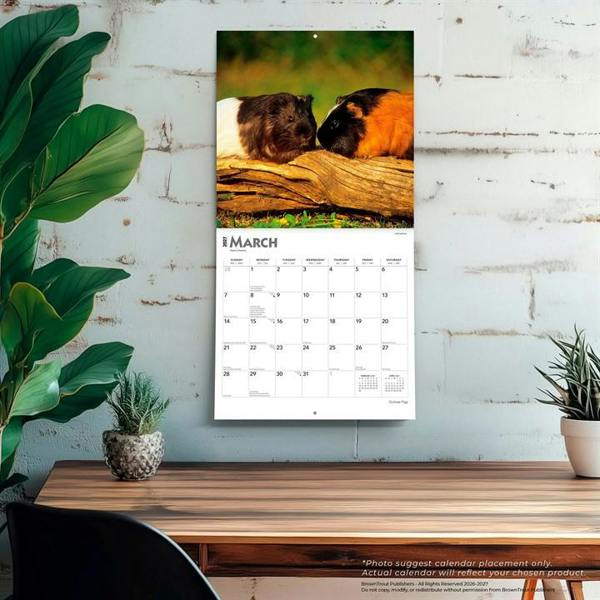 Guinea Pigs Calendar 2027, Wall Calendars, Month To View, Animals, Gift