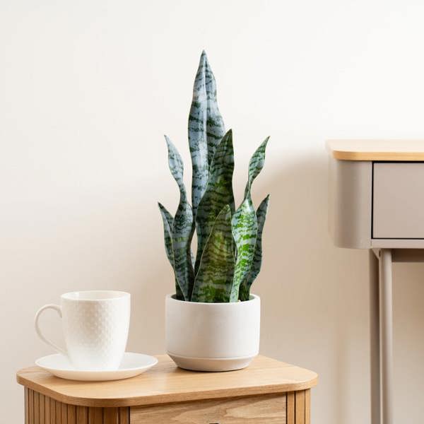 Scottish Everlastings 48cm Sansevieria in Cement pot