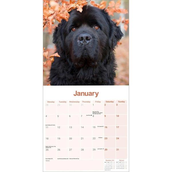 Newfoundland Calendar 2027, Wall Calendars, Month To View, Dogs, Gift