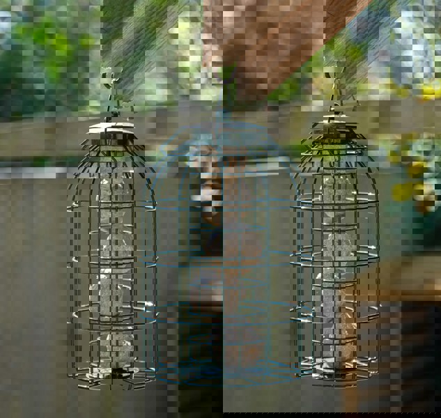 Samuel Alexander Pack of 2 Samuel Alexander Metal Hanging Bird Fat Ball Feeder with Squirrel Guard & Pack of 6 Suet Fat Balls