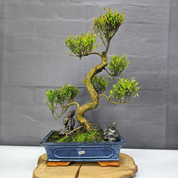 Yorkshire Bonsai Brush Cherry (Syzygium) Bonsai Tree | Shaped | In 30cm Pot