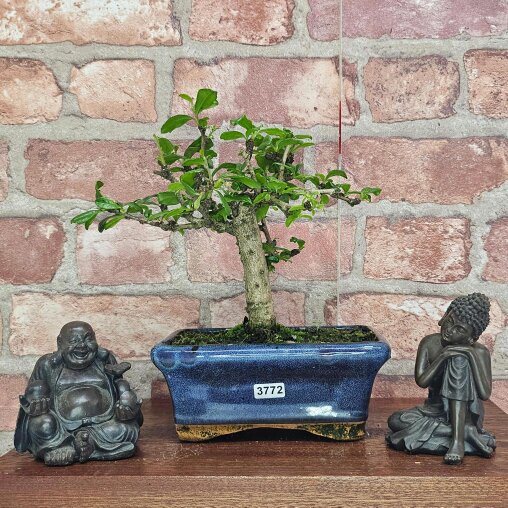 Yorkshire Bonsai Fukien Tea Tree (Carmona Retusa) Bonsai Tree | Broom | In 15cm Pot - 3772