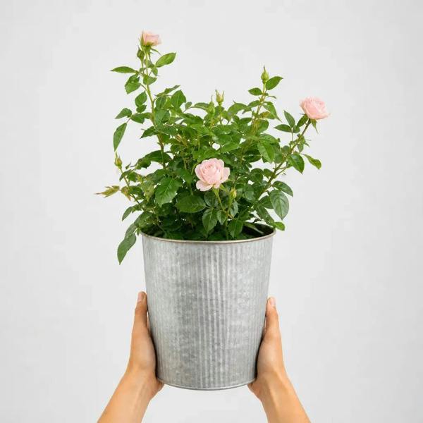 3L Happy Silver Wedding Light Pink Rose Bush - Beautiful Flowering Plant Gift