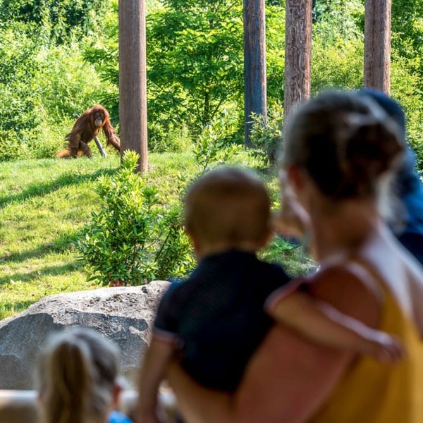 Virgin Experience Days Family Visit to Chester Zoo for Two Adults and Two Children