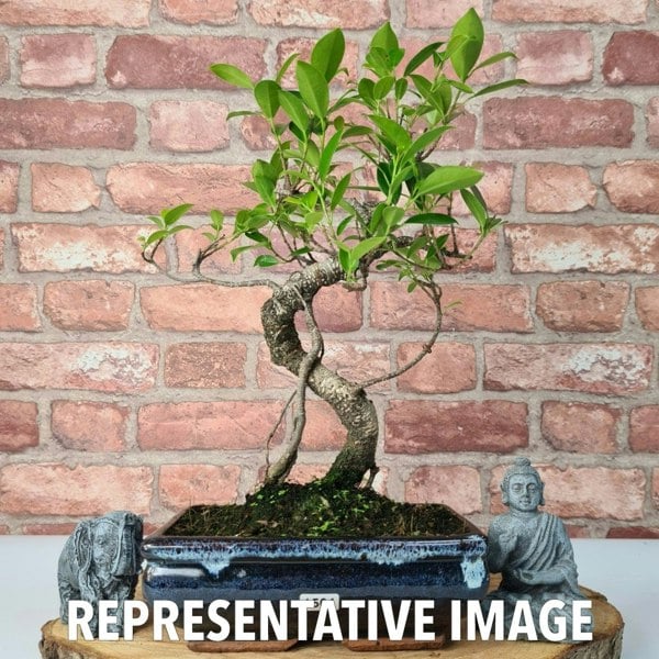 Ficus Microcarpa (Banyan Fig) Indoor Bonsai Tree | Shaped | In 20cm Pot