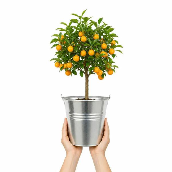 5L Calamondin Tree – Indoor & Outdoor Citrus in Decorative Pot Plants By Post