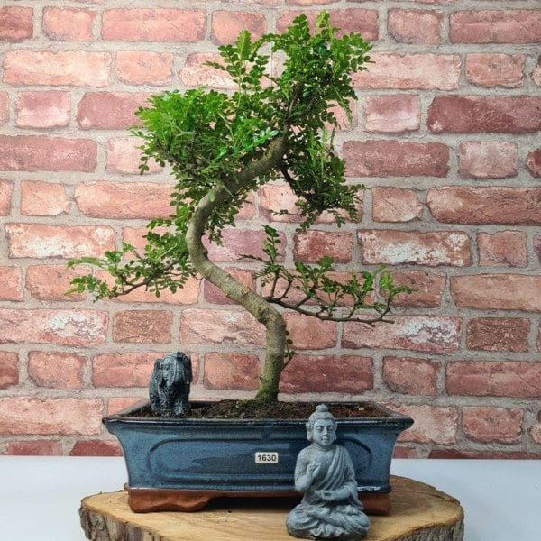 Chinese Pepper (Zanthoxylum Pipertum) Bonsai Tree | Shaped | In 30cm Pot - Yorkshire Bonsai