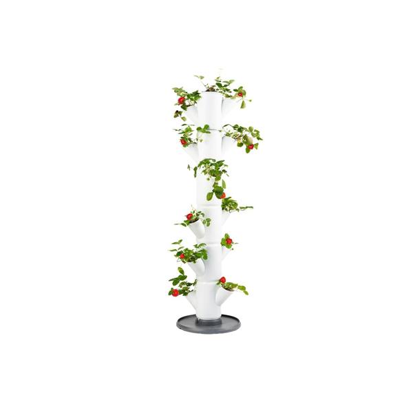 SISSI STRAWBERRY easy-watering strawberry tree - White